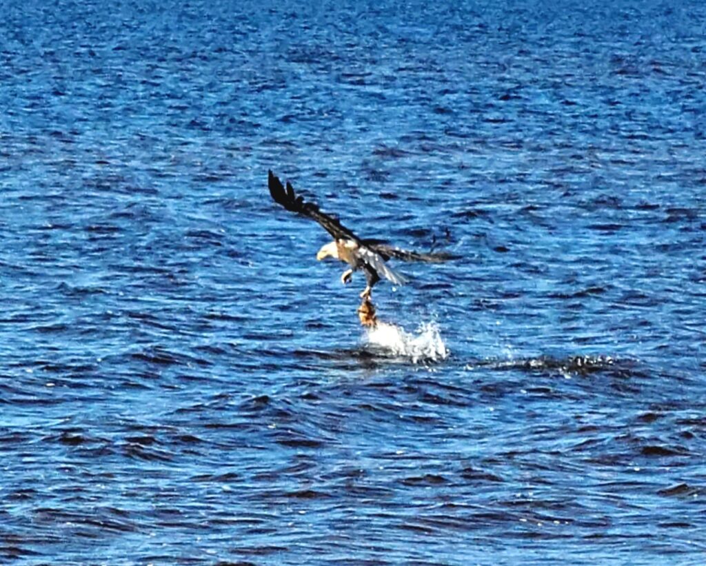 Eagle catches prey at Sandy Shores Cottages